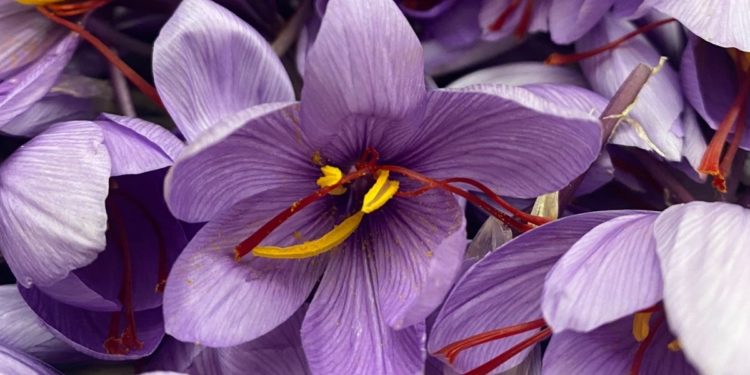 Domenica 19 dicembre il Festival delle Strade dello Zafferano di Sardegna DOP farà tappa a Villanovafranca