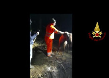 Sassari: cavallo cade in una fossa, salvato dai vigili del fuoco