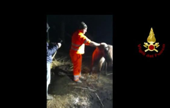 Sassari: cavallo cade in una fossa, salvato dai vigili del fuoco