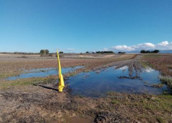 Coldiretti Sardegna. L’allarme dei cerealicoltori: «Raddoppiano i costi delle semine ed i campi sono allagati»