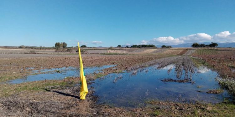 Coldiretti Sardegna. L’allarme dei cerealicoltori: «Raddoppiano i costi delle semine ed i campi sono allagati»