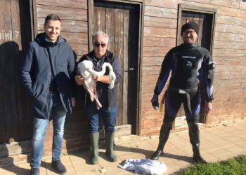 Loiri Porto San Paolo: liberato il fenicottero rosa soccorso a Porto Taverna