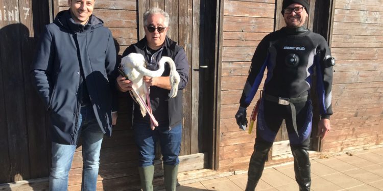 Loiri Porto San Paolo: liberato il fenicottero rosa soccorso a Porto Taverna