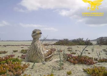 Il bilancio dell’attività del Corpo forestale nel Parco regionale di Molentargius