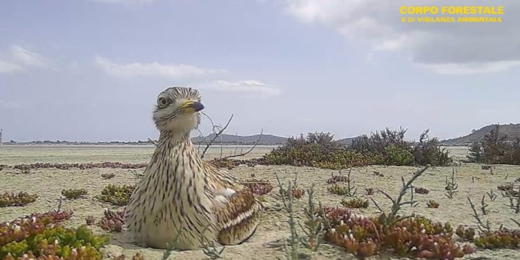Il bilancio dell’attività del Corpo forestale nel Parco regionale di Molentargius