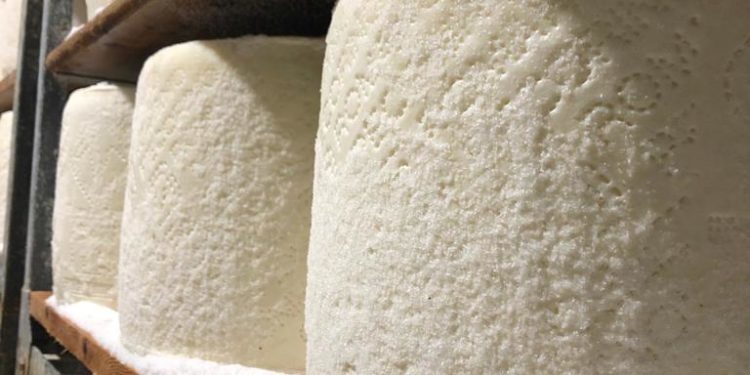 Coldiretti Nuoro-Ogliastra: «Sette anni per riconvertire le greggi alle razze autoctone, una sconfitta per la Sardegna»