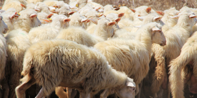 Contas: «Il 2021 è il migliore degli ultimi 20 anni per l’agnello sardo Igp»
