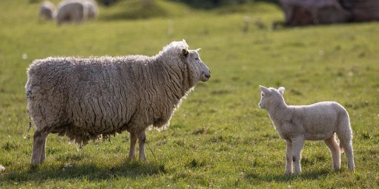 Coldiretti Nuoro-Ogliastra: «Sette anni per riconvertire le greggi alle razze autoctone, una sconfitta per la Sardegna»