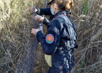 Due interventi dei carabinieri del Raggruppamento Cites – Reparto Operativo “Soarda” a Quartu Sant’Elena e Maracalagonis