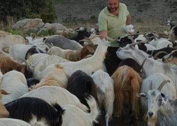 Talana: Stefano Arzu consegna i suoi animali al sindaco. Riunione tra Coldiretti e i vertici regionali