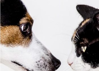 Il comune di Sennori ha avviato una campagna di sterilizzazione di cani e gatti di proprietà privata per contrastare il randagismo
