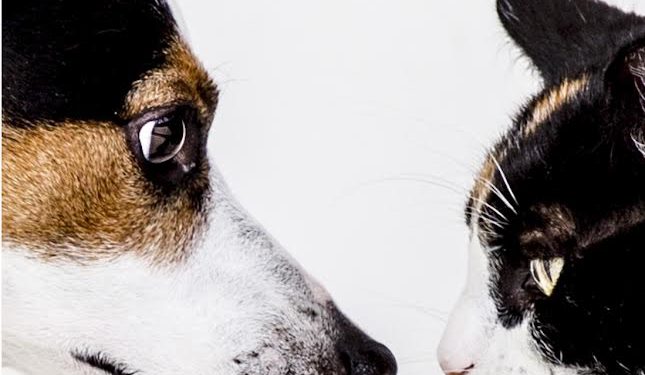 Il comune di Sennori ha avviato una campagna di sterilizzazione di cani e gatti di proprietà privata per contrastare il randagismo