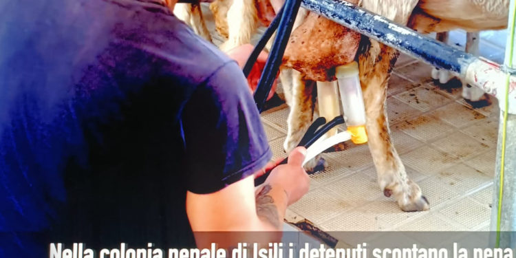 E’ stato presentato alla Fondazione di Sardegna il documentario “Dagli scarti nascon tesori” on line fino a domenica