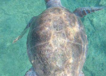 Prosegue il monitoraggio degli spostamenti delle tartarughe Caretta caretta liberate il 9 ottobre scorso a San Giovanni di Sinis