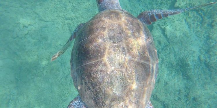 Prosegue il monitoraggio degli spostamenti delle tartarughe Caretta caretta liberate il 9 ottobre scorso a San Giovanni di Sinis
