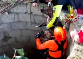 I vigili del fuoco hanno soccorso un cane caduto dentro un pozzo a Dolianova