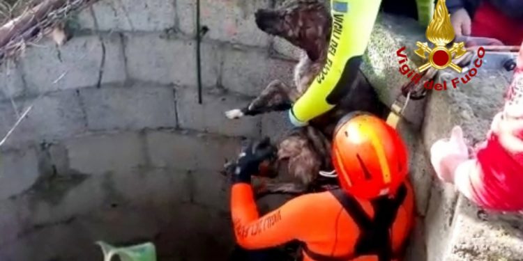 I vigili del fuoco hanno soccorso un cane caduto dentro un pozzo a Dolianova