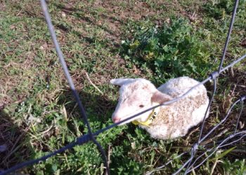 “Progetto Agnellone”: iniziativa comune di pastori sardi del Distretto Rurale della Barbagia, Contas ed Agris Sardegna