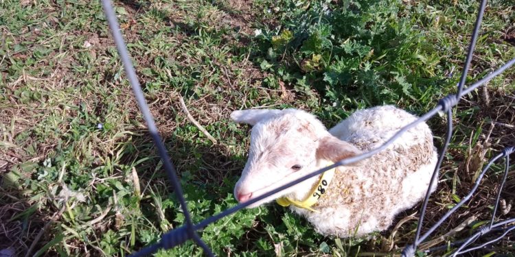 “Progetto Agnellone”: iniziativa comune di pastori sardi del Distretto Rurale della Barbagia, Contas ed Agris Sardegna