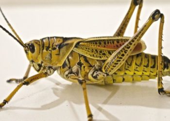 Cavallette: piano di prevenzione fermo al palo e fondi insufficienti per contrastare il fenomeno