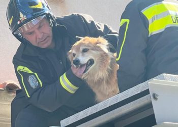 I vigili del fuoco di Quartu Sant’Elena hanno soccorso un cane sul cornicione di un appartamento