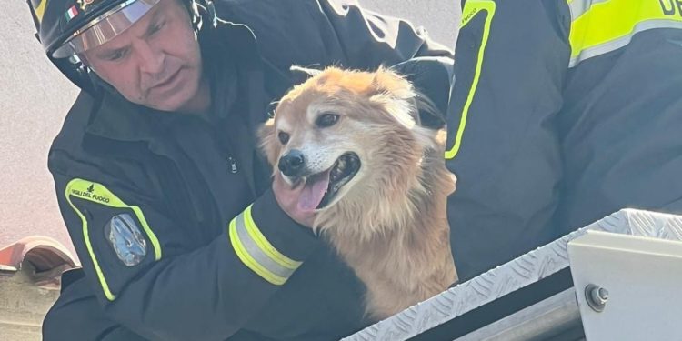I vigili del fuoco di Quartu Sant’Elena hanno soccorso un cane sul cornicione di un appartamento
