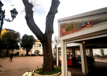 Porto Torres: sarà abbattuto uno degli alberi di piazza Garibaldi