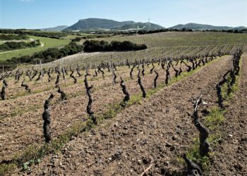 50 anni di DOC del moscato Sorso-Sennori