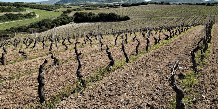 50 anni di DOC del moscato Sorso-Sennori