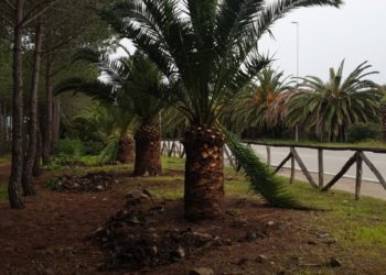 Alghero, vandalizzate le palme in viale primo maggio, la denuncia del comune
