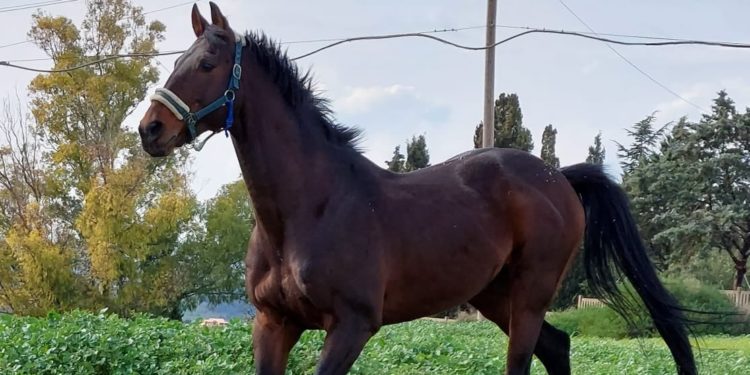 Ozieri: domani la presentazione delle produzioni selezionate equine della Sardegn