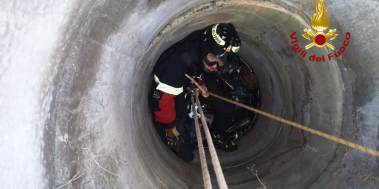 A Decimoputzu i vigili del fuoco hanno recuperato da un pozzo un falchetto ferito