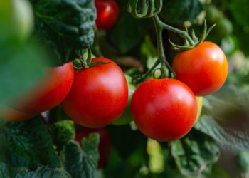 Caro prezzi. Coldiretti Cagliari: «Serve un accordo di filiera, prendere esempio da quella del pomodoro»