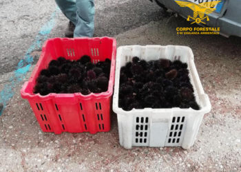 A Trinità D’Agultu il personale del Corpo forestale e di vigilanza ambientale ha sorpreso tre pescatori di frodo