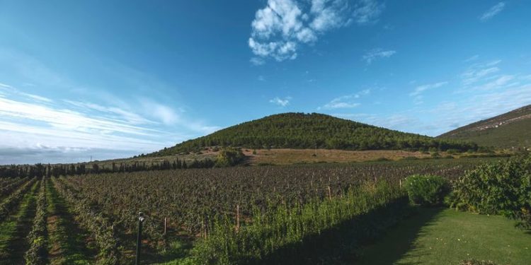 Tra mare e vigna dal 6 all’8 maggio: un weekend per conoscere l’Alghero Doc