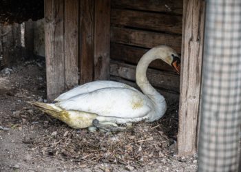 Cagliari, per proseguire la cova delle uova, sono stati spostati i cigni da Monte Claro a Monte Urpinu