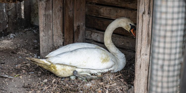 Cagliari, per proseguire la cova delle uova, sono stati spostati i cigni da Monte Claro a Monte Urpinu