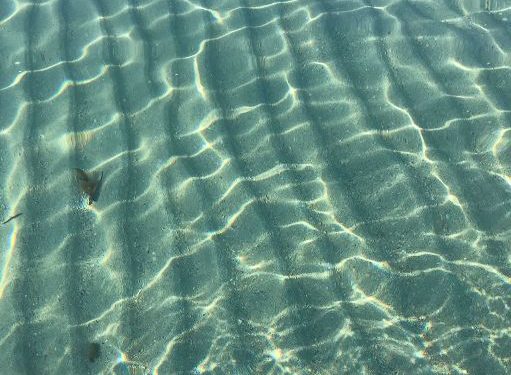 San Teodoro: 200 studenti della scuola primaria celebrano l’Earth Day