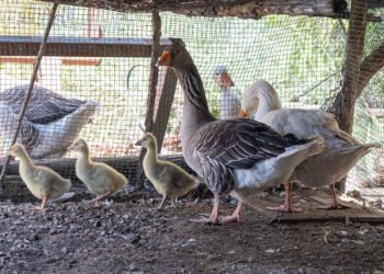 Cagliari: nate tre oche nel Parco di Monte Urpinu