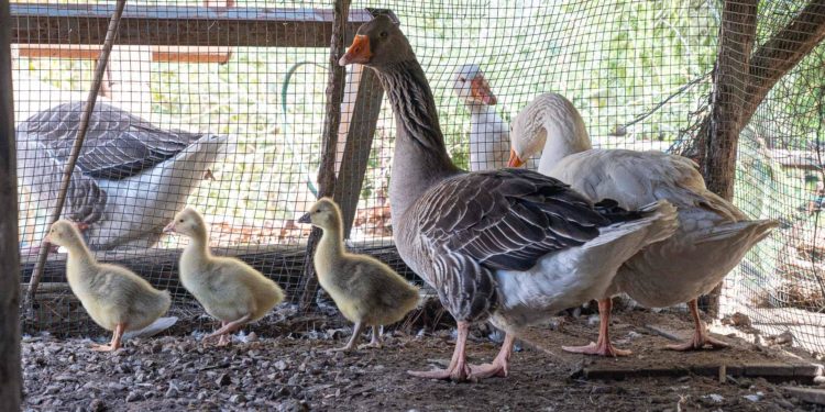 Cagliari: nate tre oche nel Parco di Monte Urpinu
