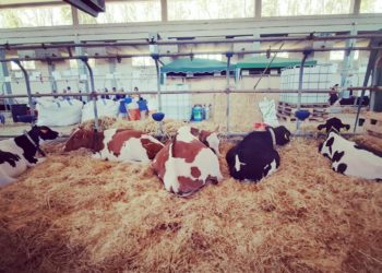 Fiera dell’agricoltura ad Arborea. Anita Pili (assessora regionale dell’Industria). «Ripartenza all’insegna delle donne e dei giovani»