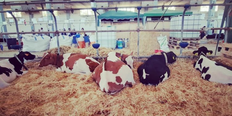 Fiera dell’agricoltura ad Arborea. Anita Pili (assessora regionale dell’Industria). «Ripartenza all’insegna delle donne e dei giovani»