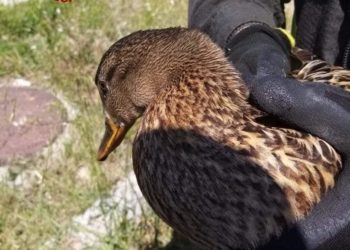 Oristano: i vigili del fuoco soccorrono una famiglia di Germani Reali