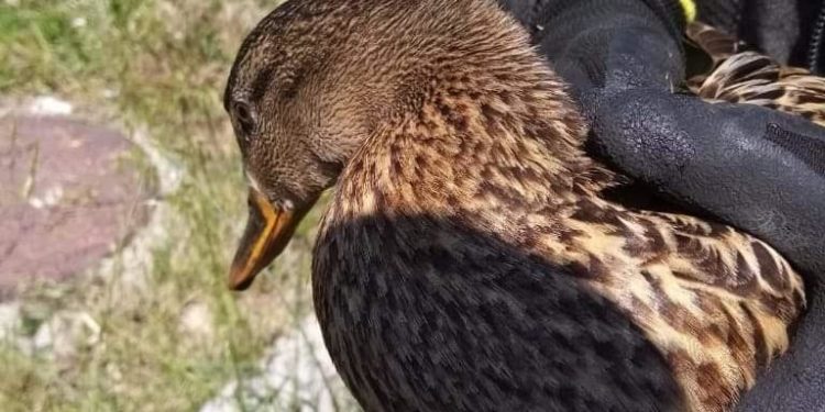 Oristano: i vigili del fuoco soccorrono una famiglia di Germani Reali