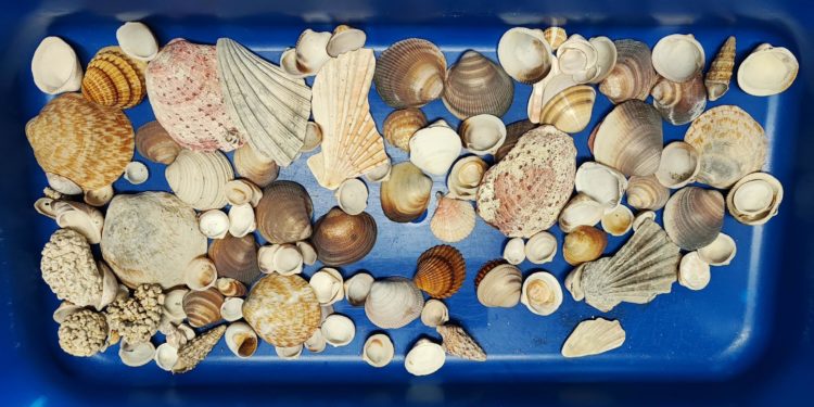 Trovati in possesso di un sacchetto di conchiglie sottratto dalle spiagge, fermata una coppia di crocieristi