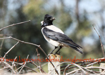 È iniziato il nuovo piano di controllo e prelievo dedicato alla Cornacchia grigia nei territori dell’Oristanese per la stagione 2022