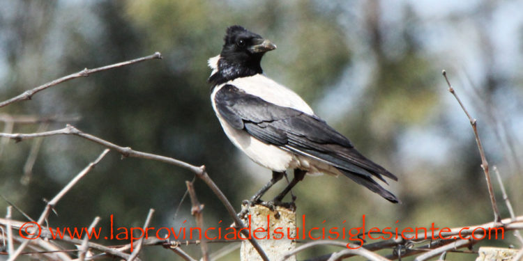 È iniziato il nuovo piano di controllo e prelievo dedicato alla Cornacchia grigia nei territori dell’Oristanese per la stagione 2022