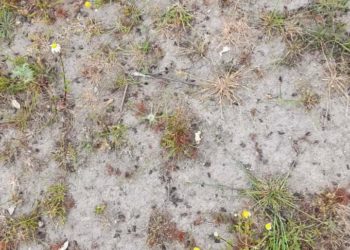 Lotta alle cavallette: «Eliminati focolai in 84 aziende»