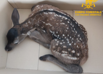 Seneghe: il Corpo forestale della Sardegna, su segnalazione di un privato, salva un cerbiatto in Località “Iscala”
