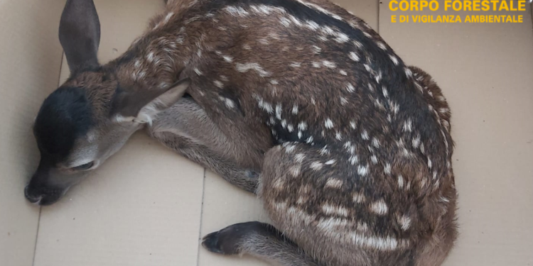 Seneghe: il Corpo forestale della Sardegna, su segnalazione di un privato, salva un cerbiatto in Località “Iscala”